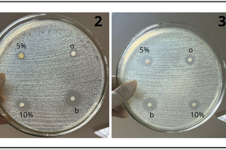 Avaliação de eficiência antibacteriana do sabonete manipulado com óleo essencial de Bergamota